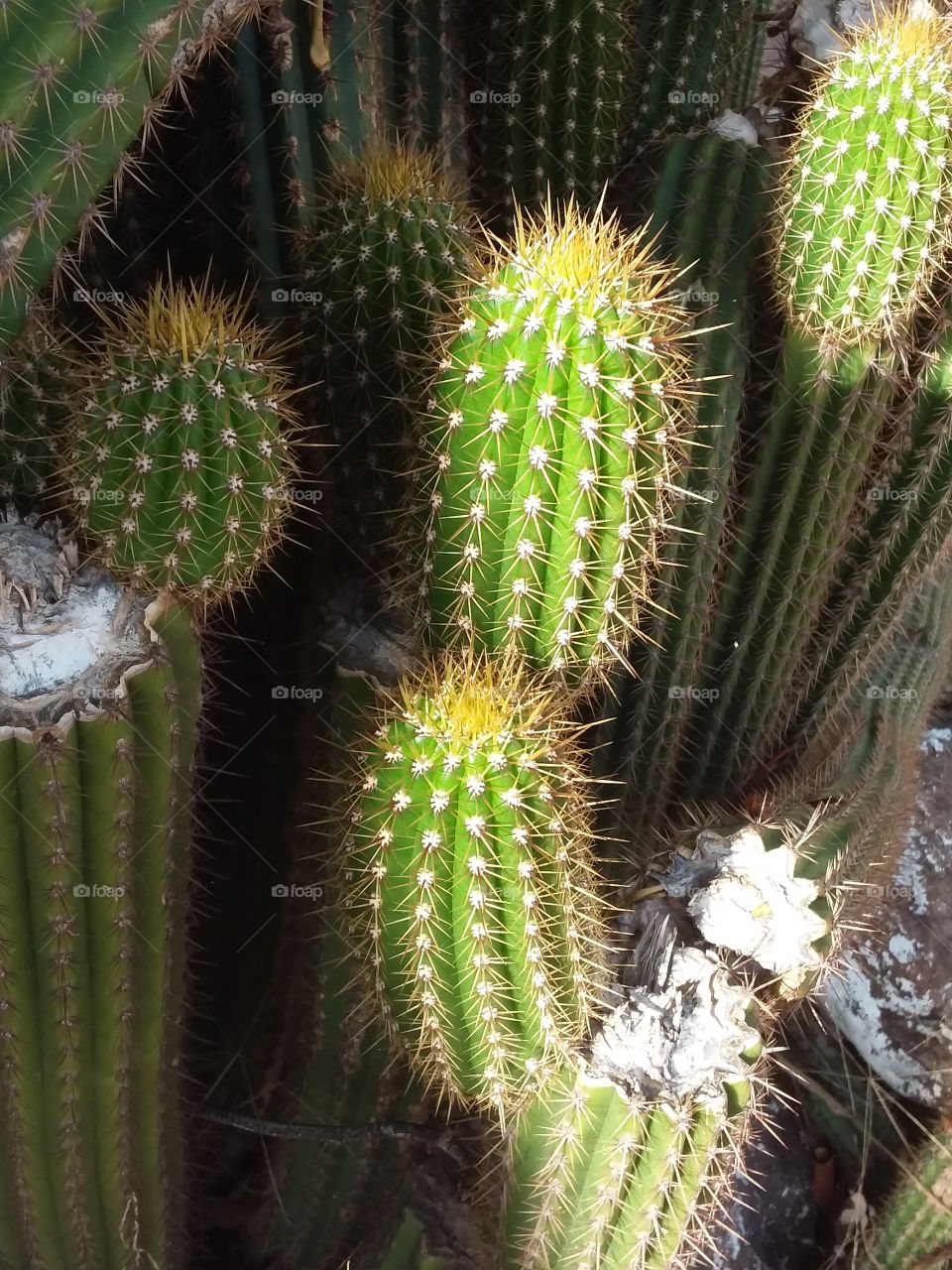 Beautiful cactus