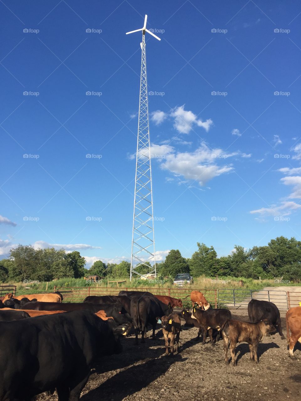 Blue sky’s over cattle