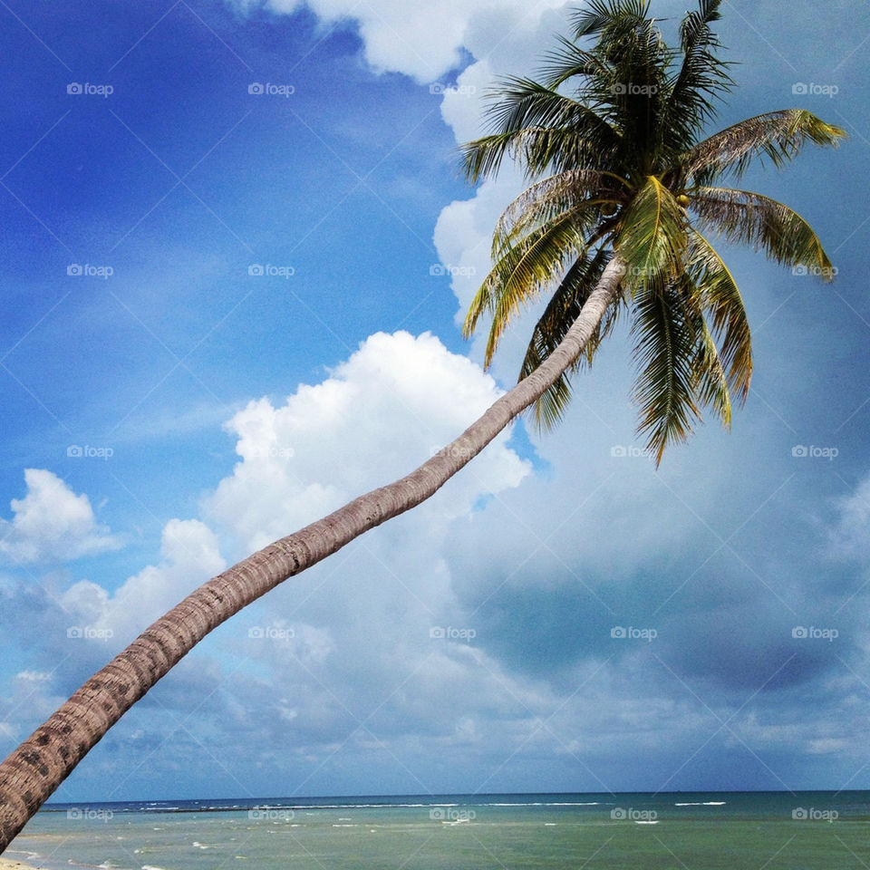 koh samui ocean palm thailand by cathrine27