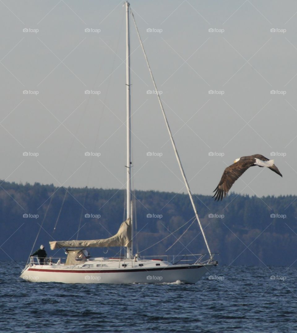Life in the sound. Blessed to see a Bald Eagle flying low in the Puget Sound