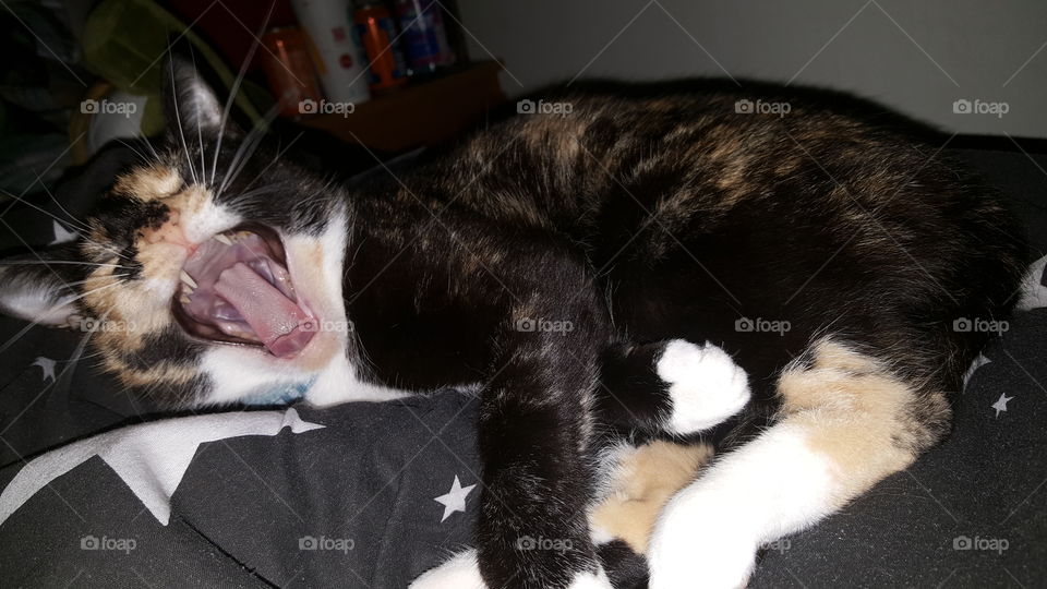 Cat Yawning