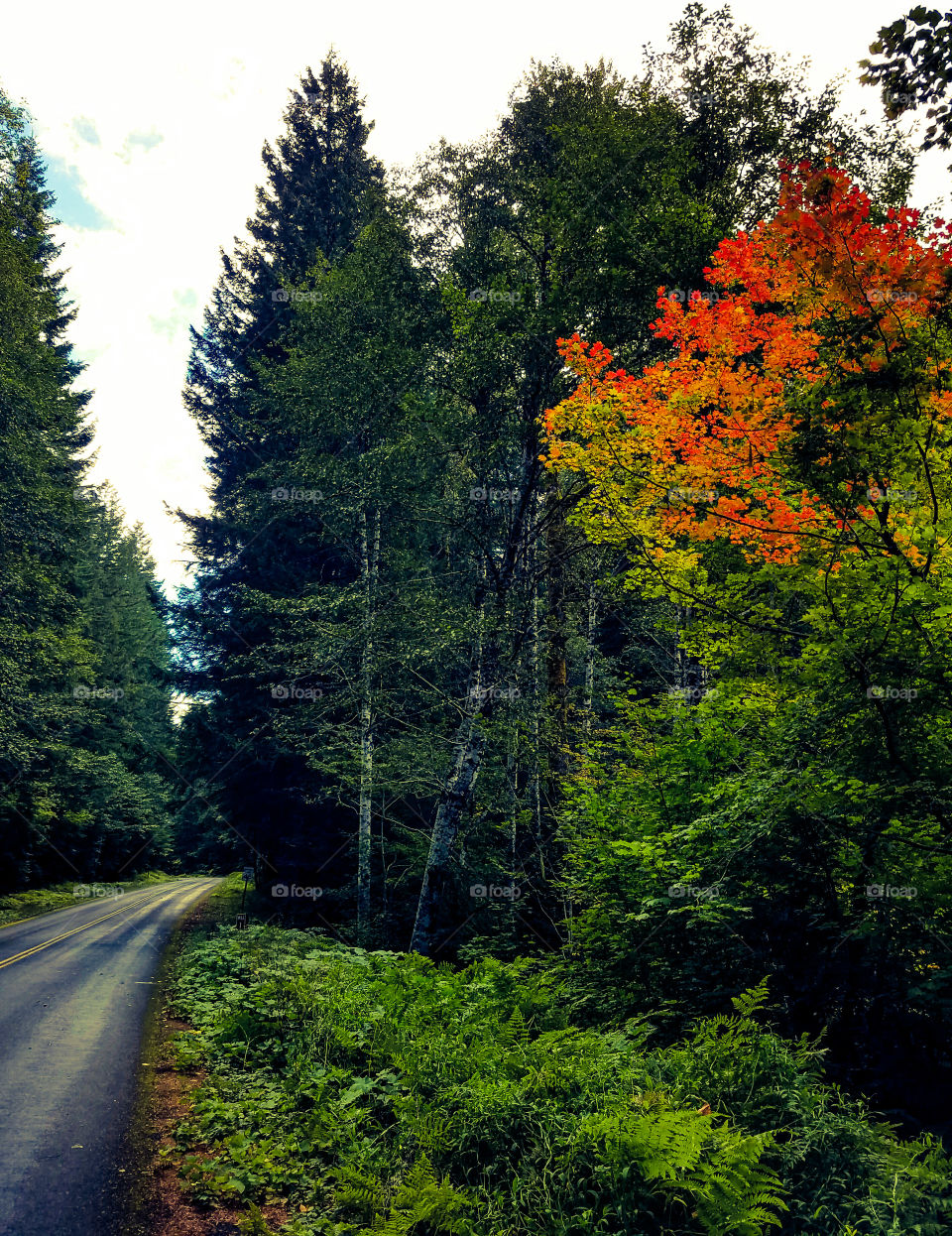 out for a late summer drive and spotted some early  color