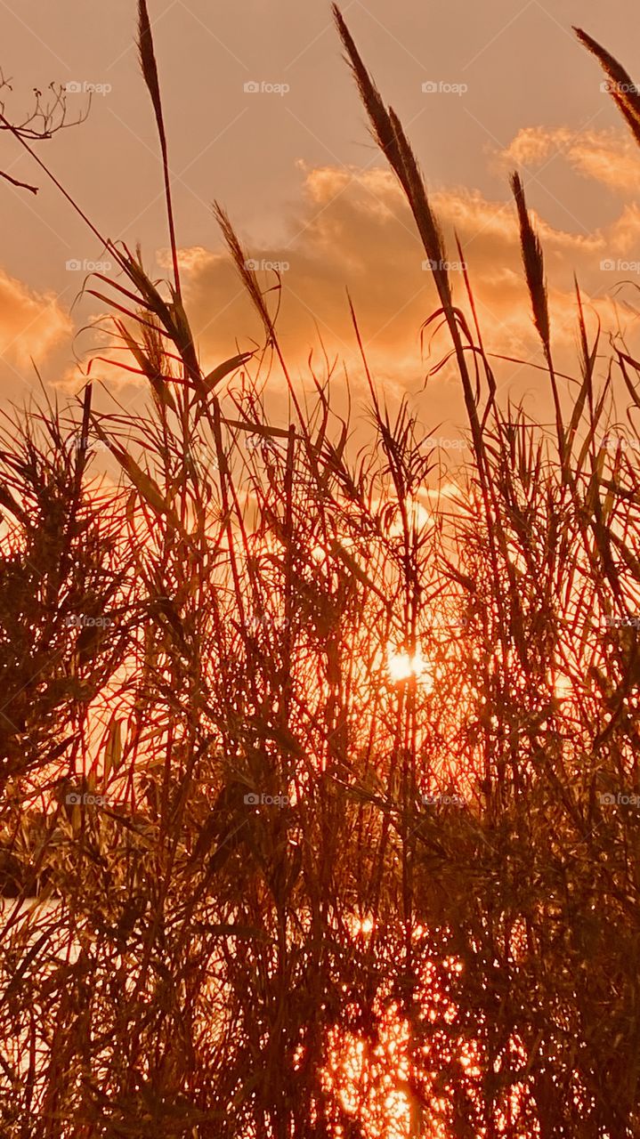 Clouds rolled in bout the same time the Sun was making it’s decent. Trying to bring the Sun’s Ray Sparkling through the Cat Tail Grass. Maybe achieved a few of them.