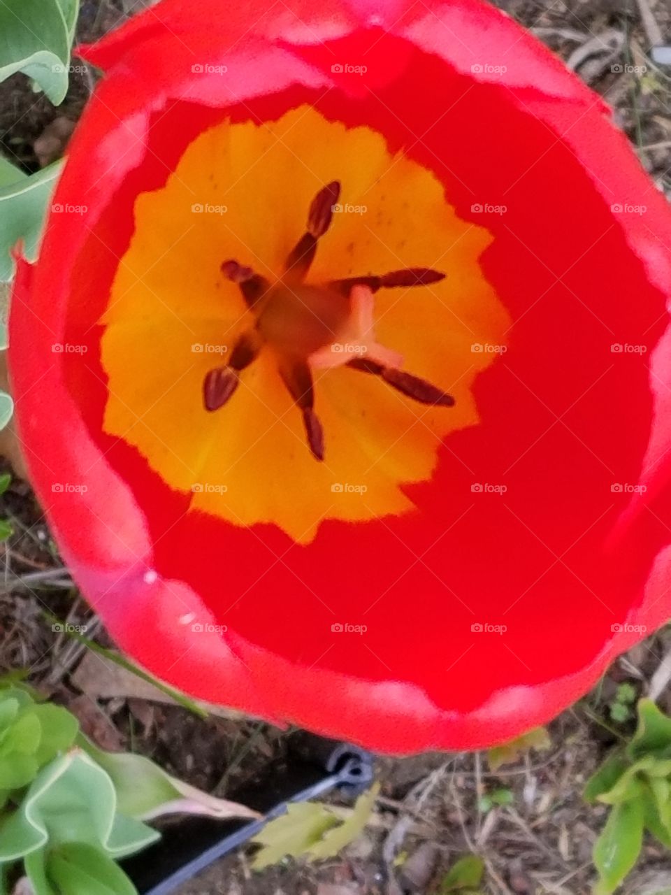 inside a tulip