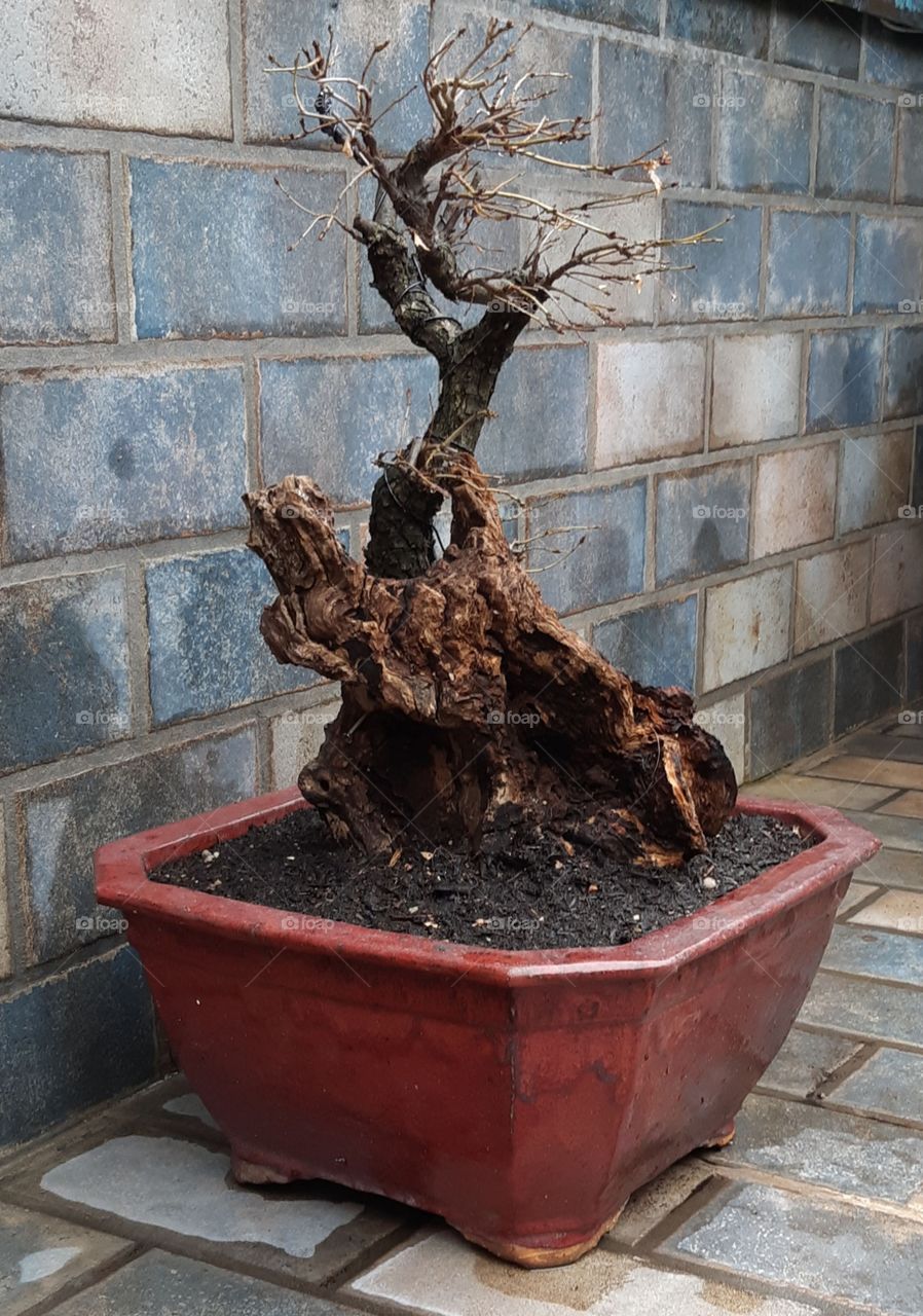 Tanuki Bonsai: Quercus Pubescens