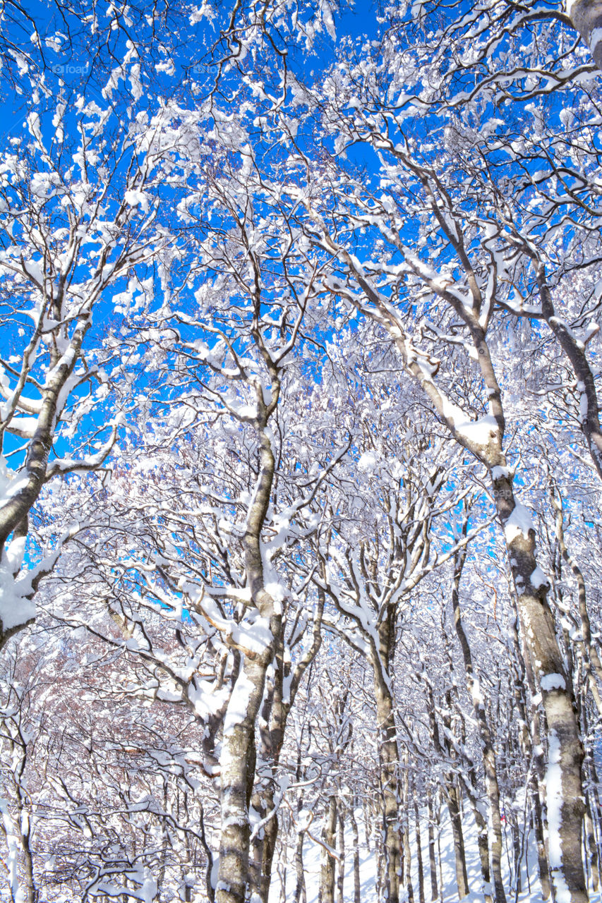 Blue and white trees
