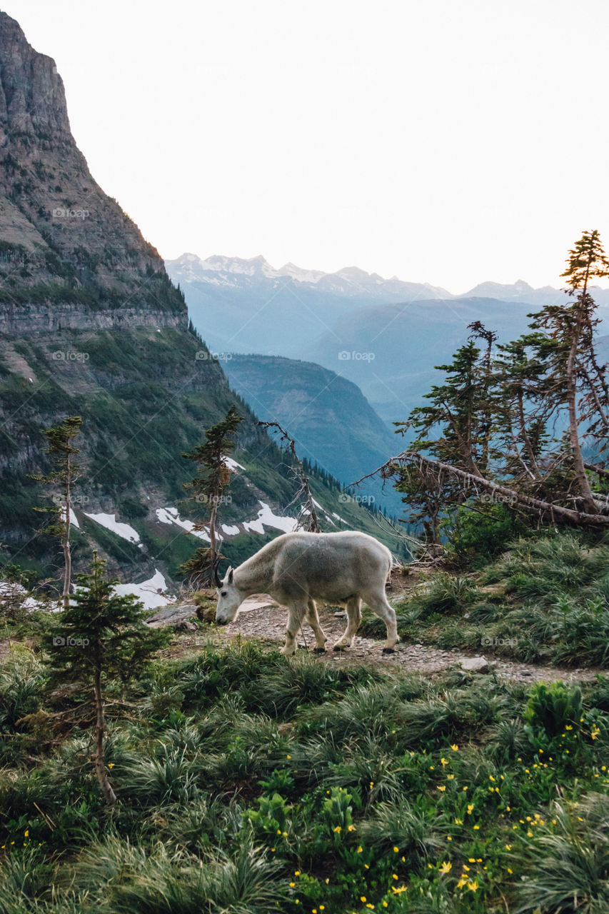 Wild mountain goat tagging along for a hike through the Montana mountains! 