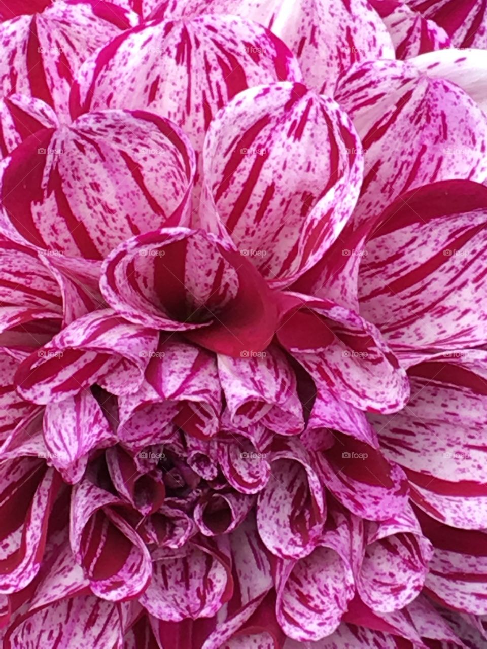 Dahlia