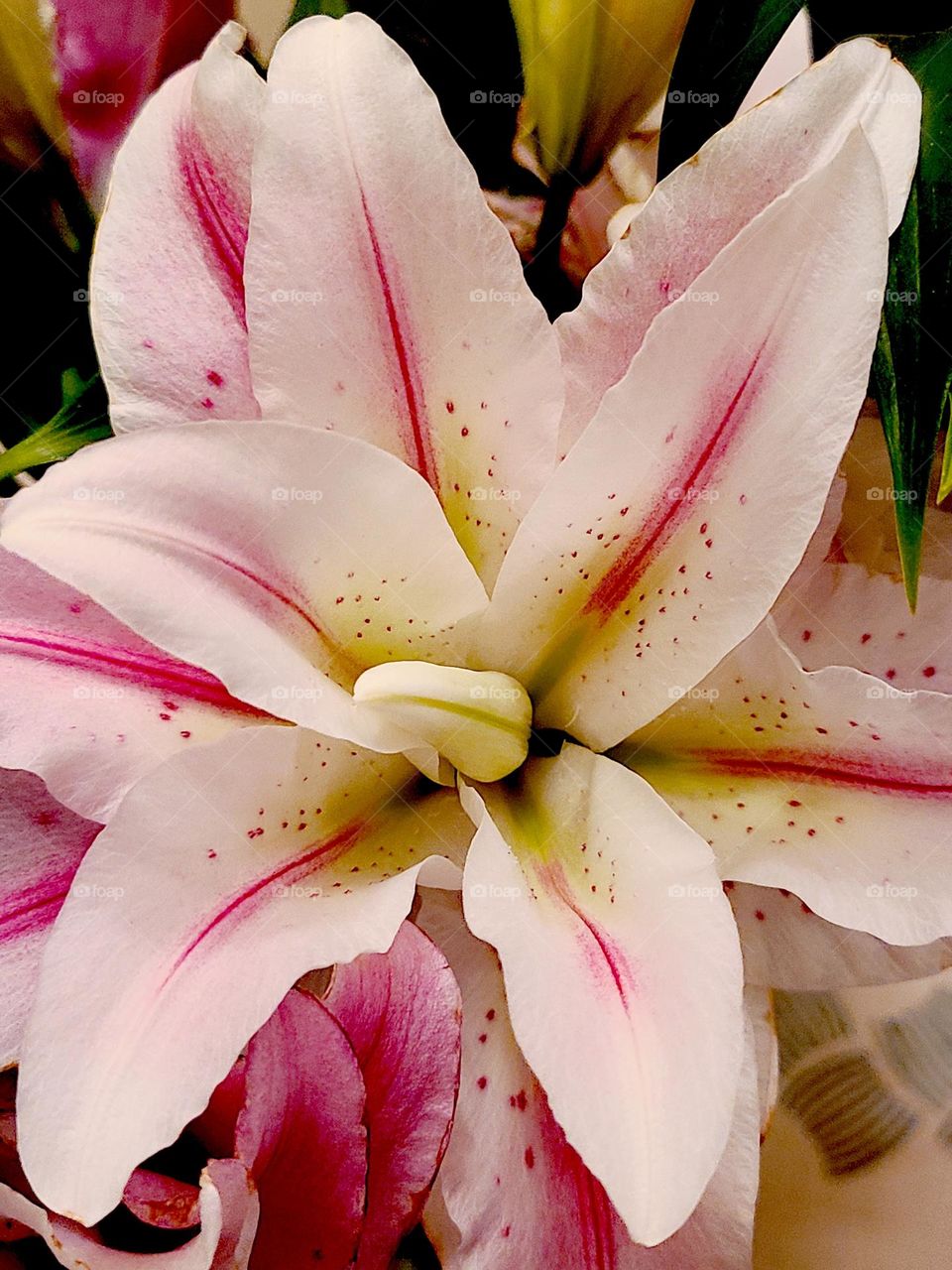 Absolutely gorgeous stargazer lily bursting at you in all its beauty, you can almost smell the sweet scent 