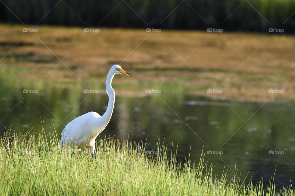 Egret hunting for food