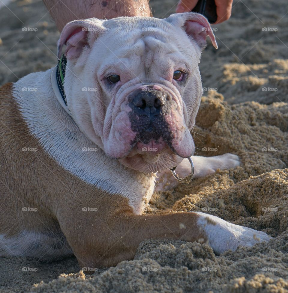 Bulldog inglés, mojado, tumbado sobre la arena de la playa. 