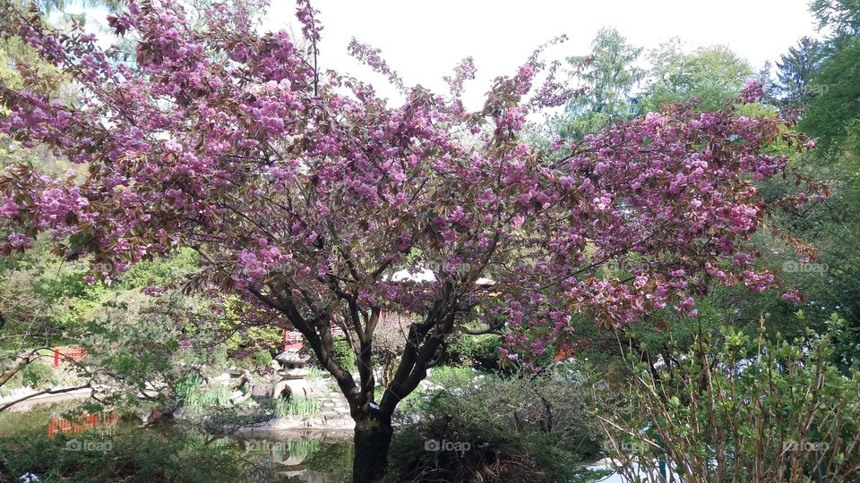 Lonely sakura tree in the garden