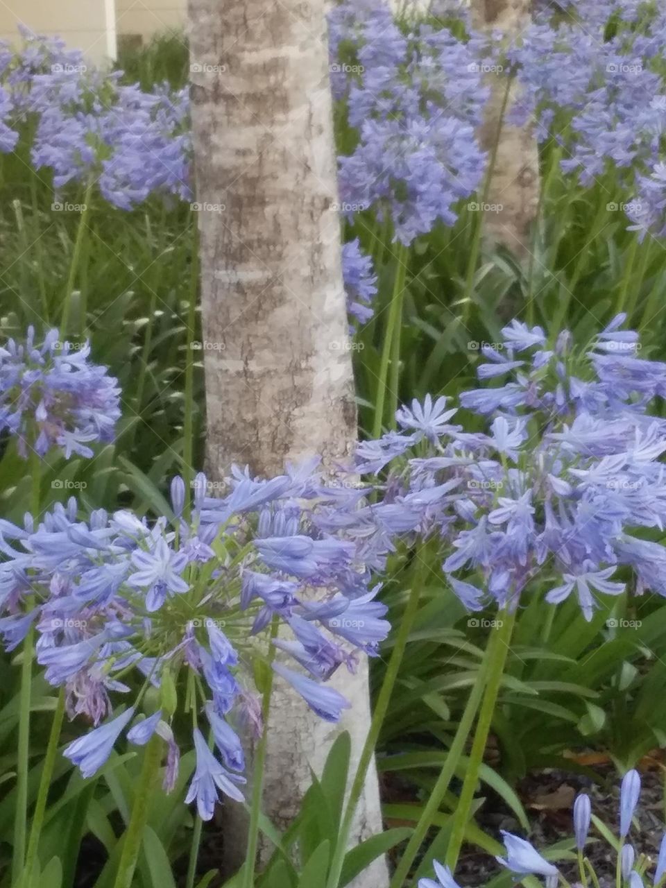 Agapanthus flowers with tree trunk