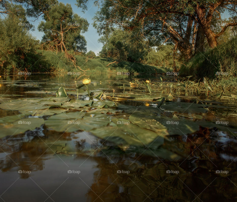 Forest river at summer day