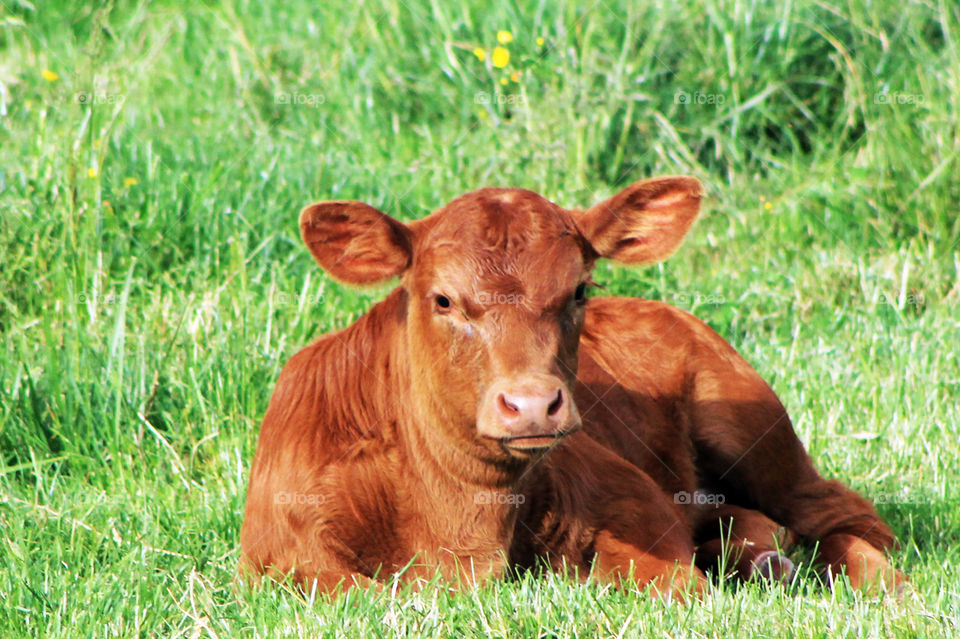 A young russet coloured calf enjoying some time in the sun. She was curiously watching me taking pictures of the herd but was too comfortable to come bother investigating.๐