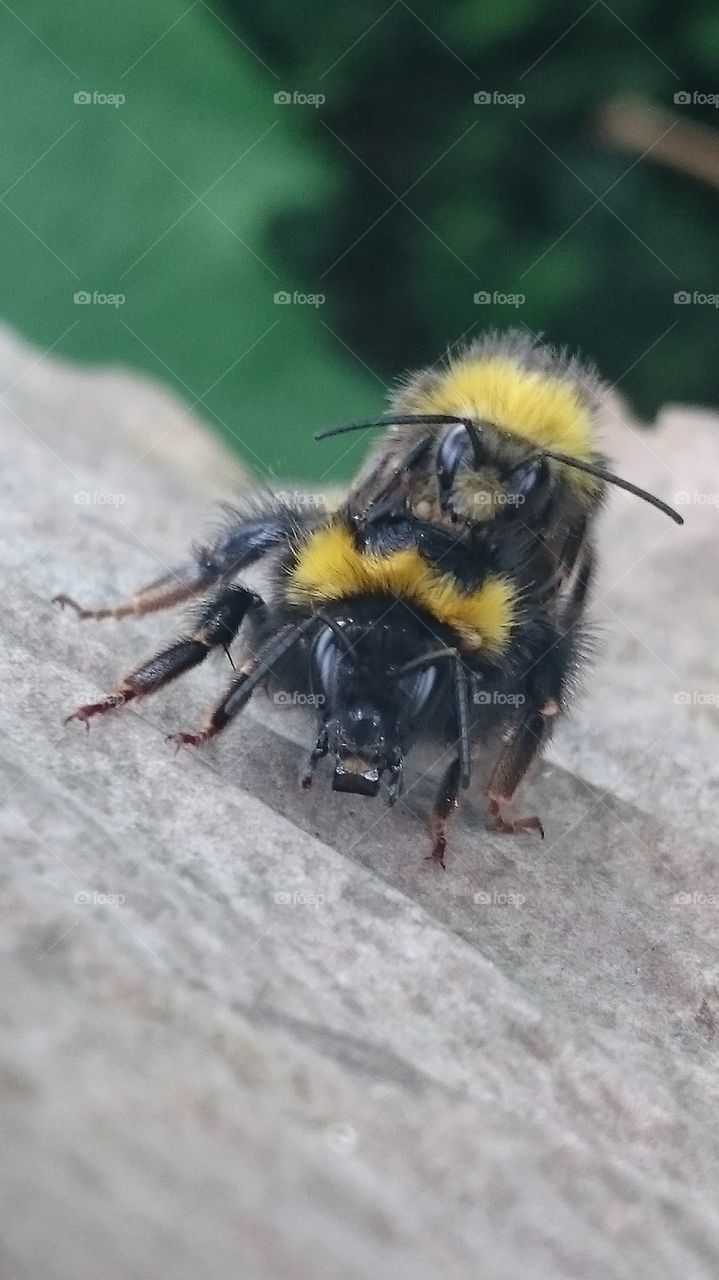 mating bees