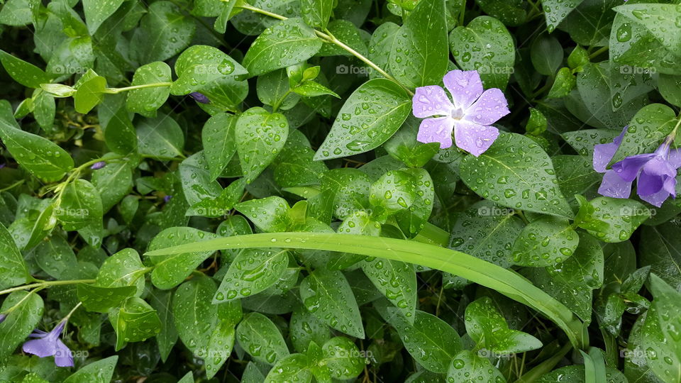 Periwinkle flowers