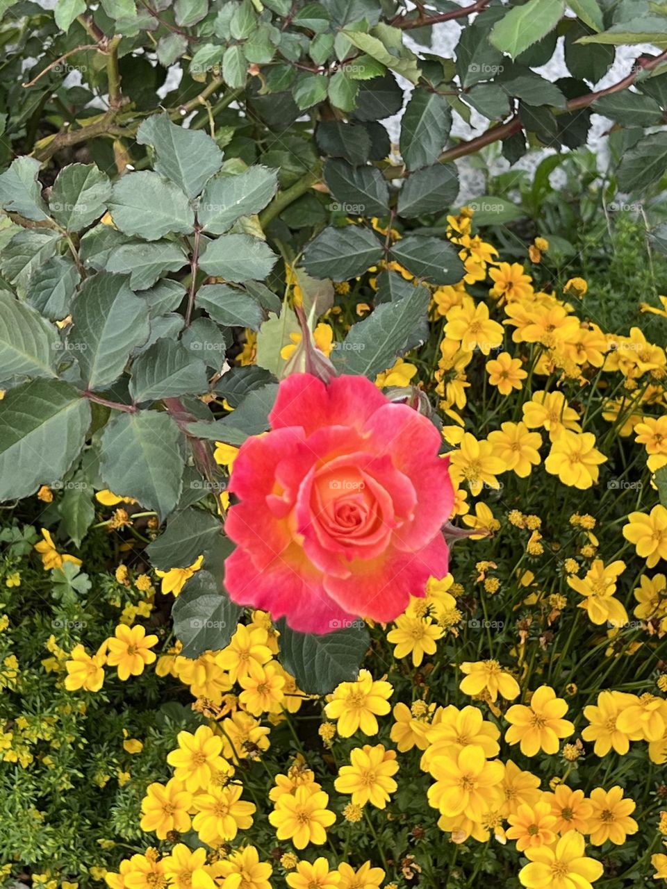 Many flowers in Yuanshan Flower Expo Park