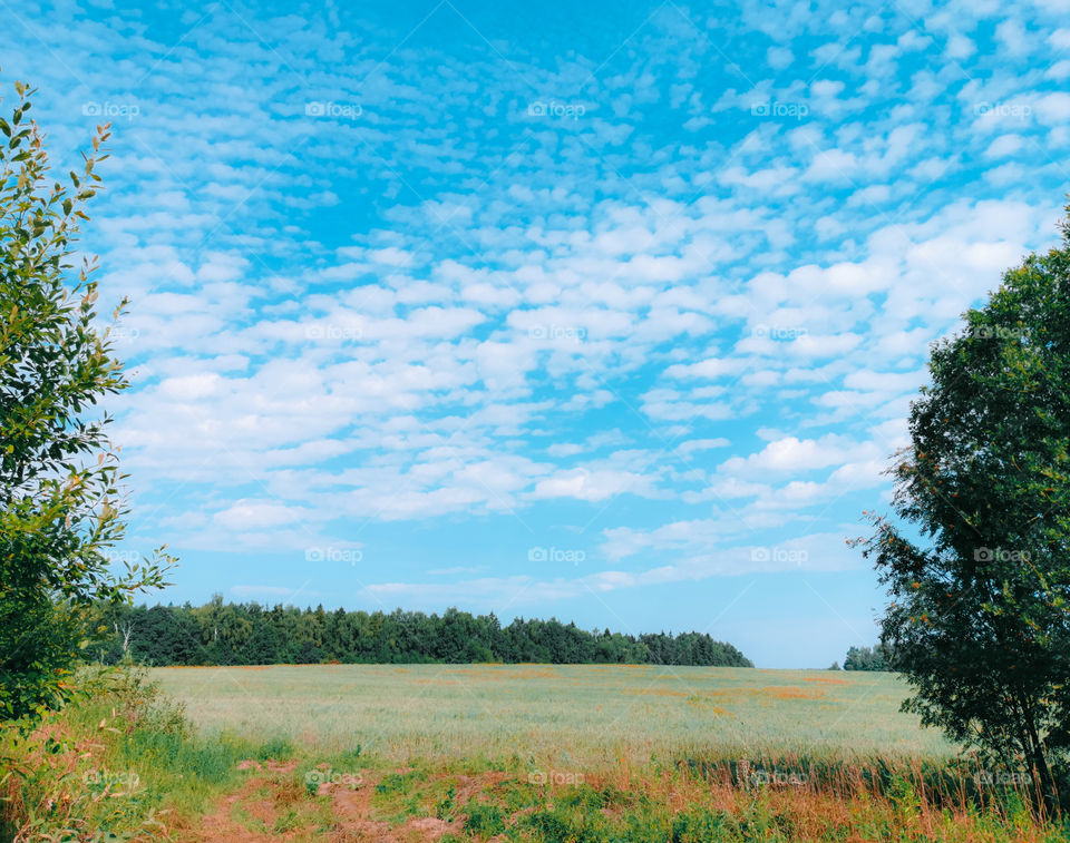 Field under blue sky in Russia