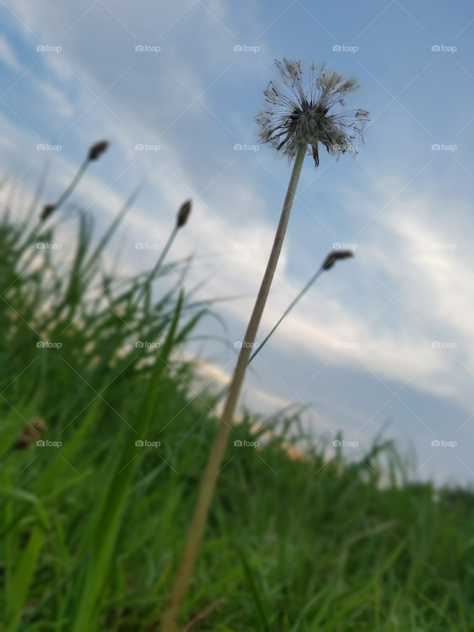 dandelion