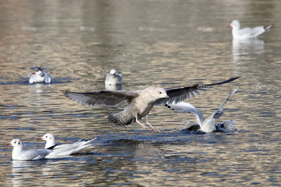 landing on the water