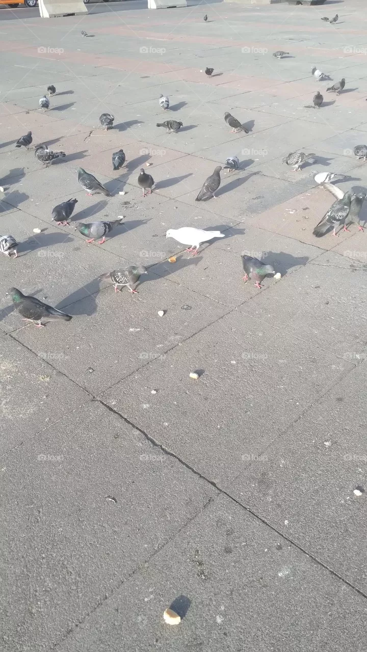 White Pigeon