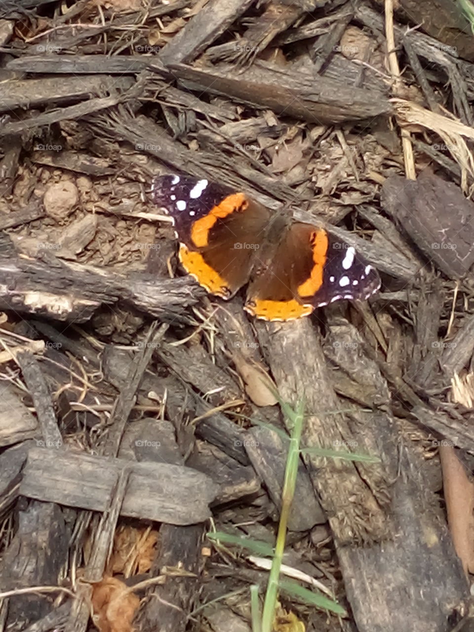 there comes a time in everyone's life when you just have to spread your wings and fly.