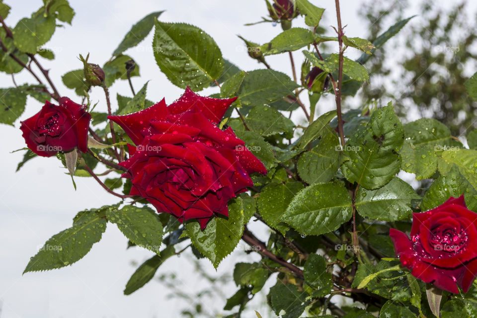 Roses after the rain.