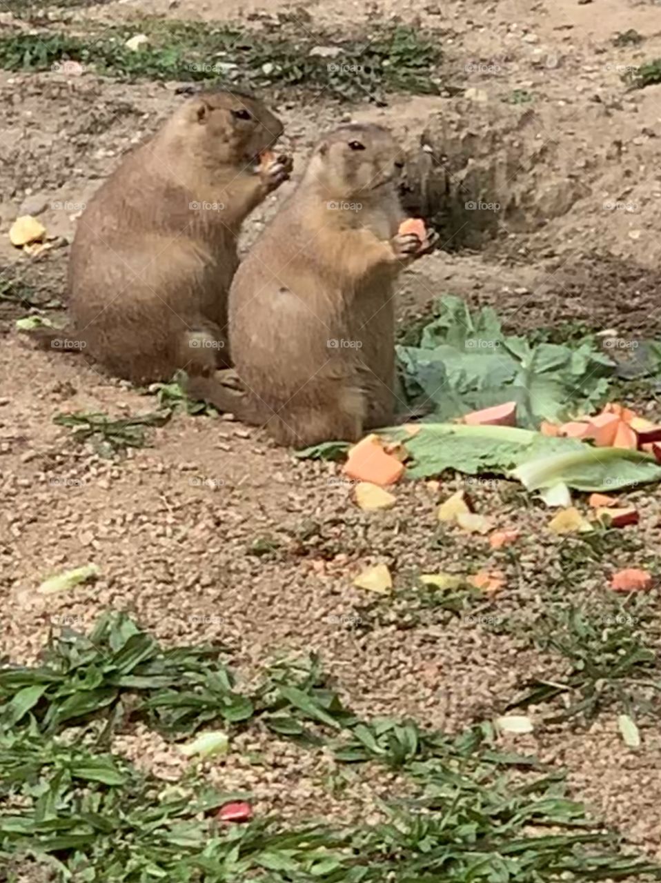 Adorable prairie dogs at the zoo