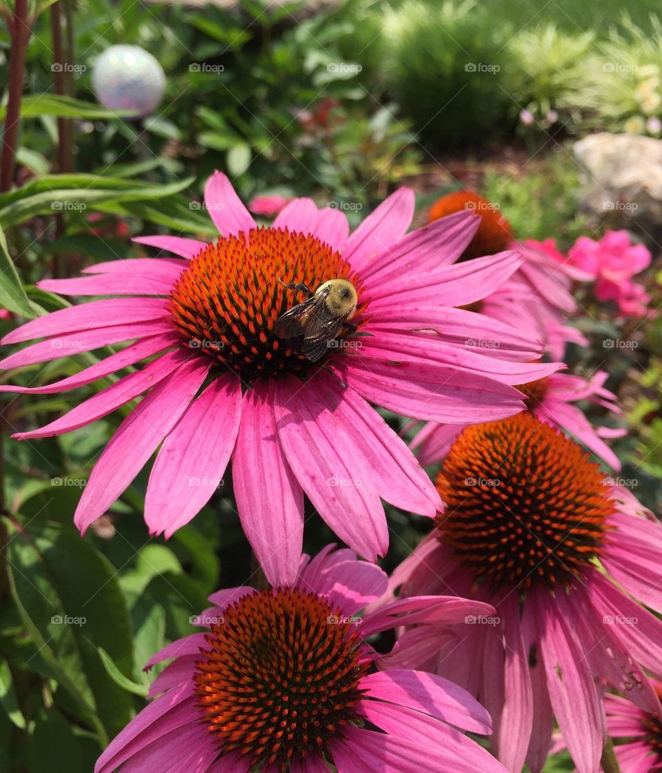 Garden flowers 