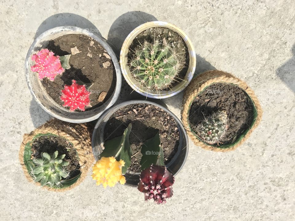 Mix moon cactus 