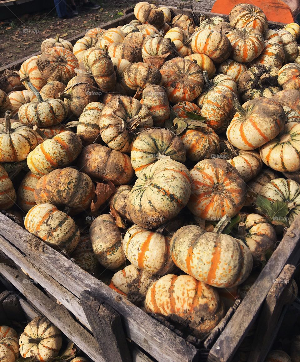 Pumpkins galore 