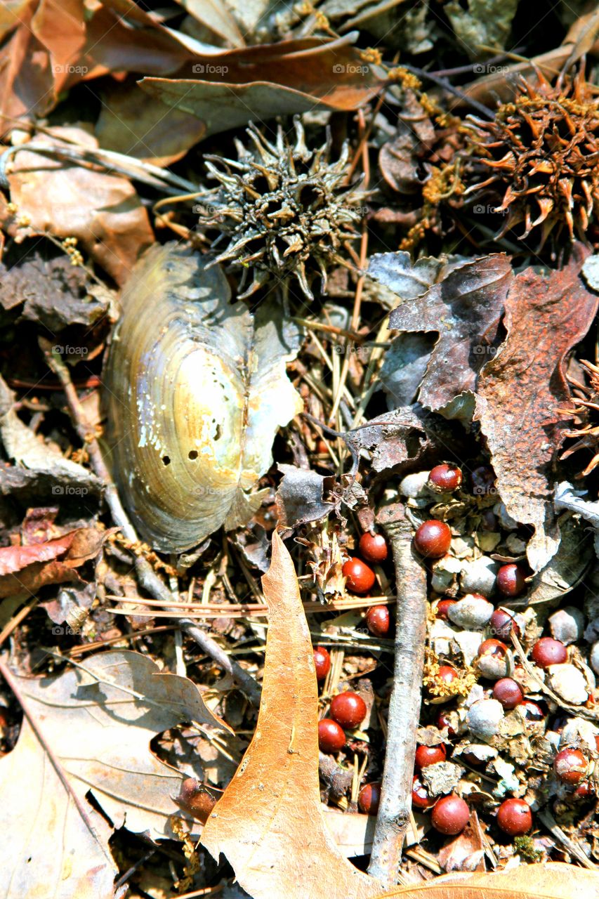 a collection of items found on the ground by a lake.