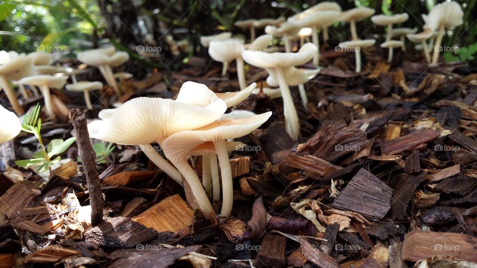 View of Mushrooms in Spring