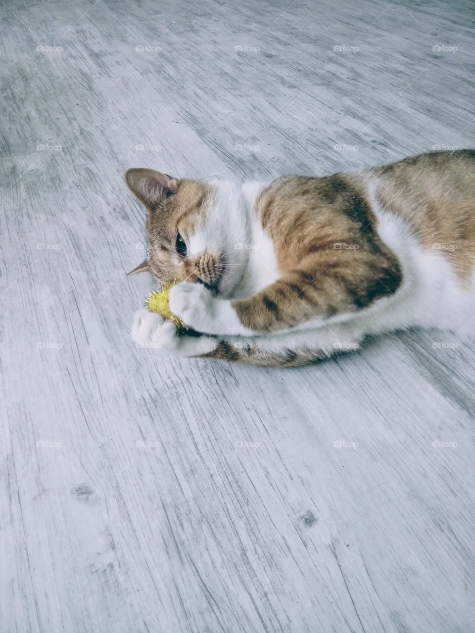cat playing with a toy
