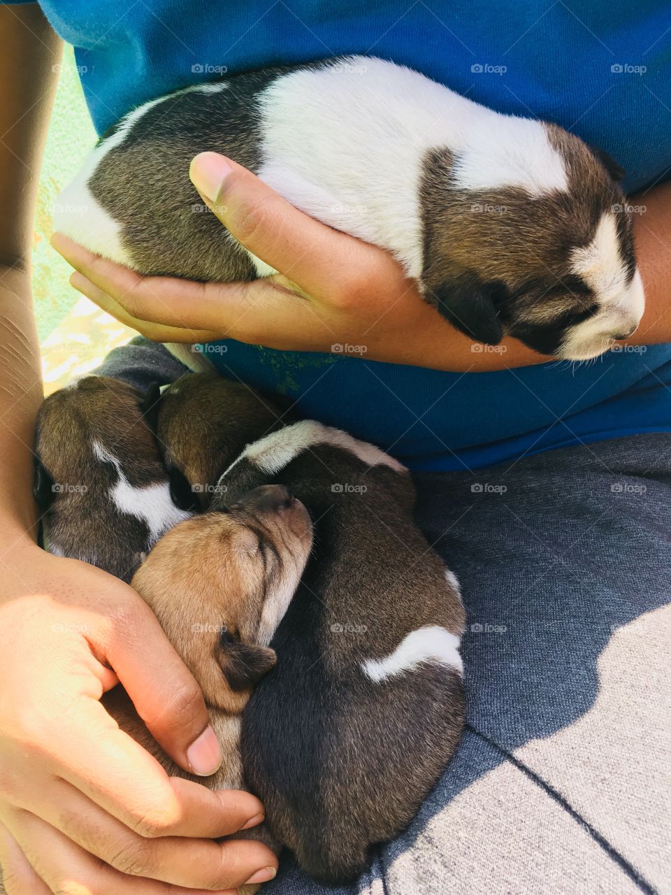 My Street dog gave birth to 4 puppy’s 