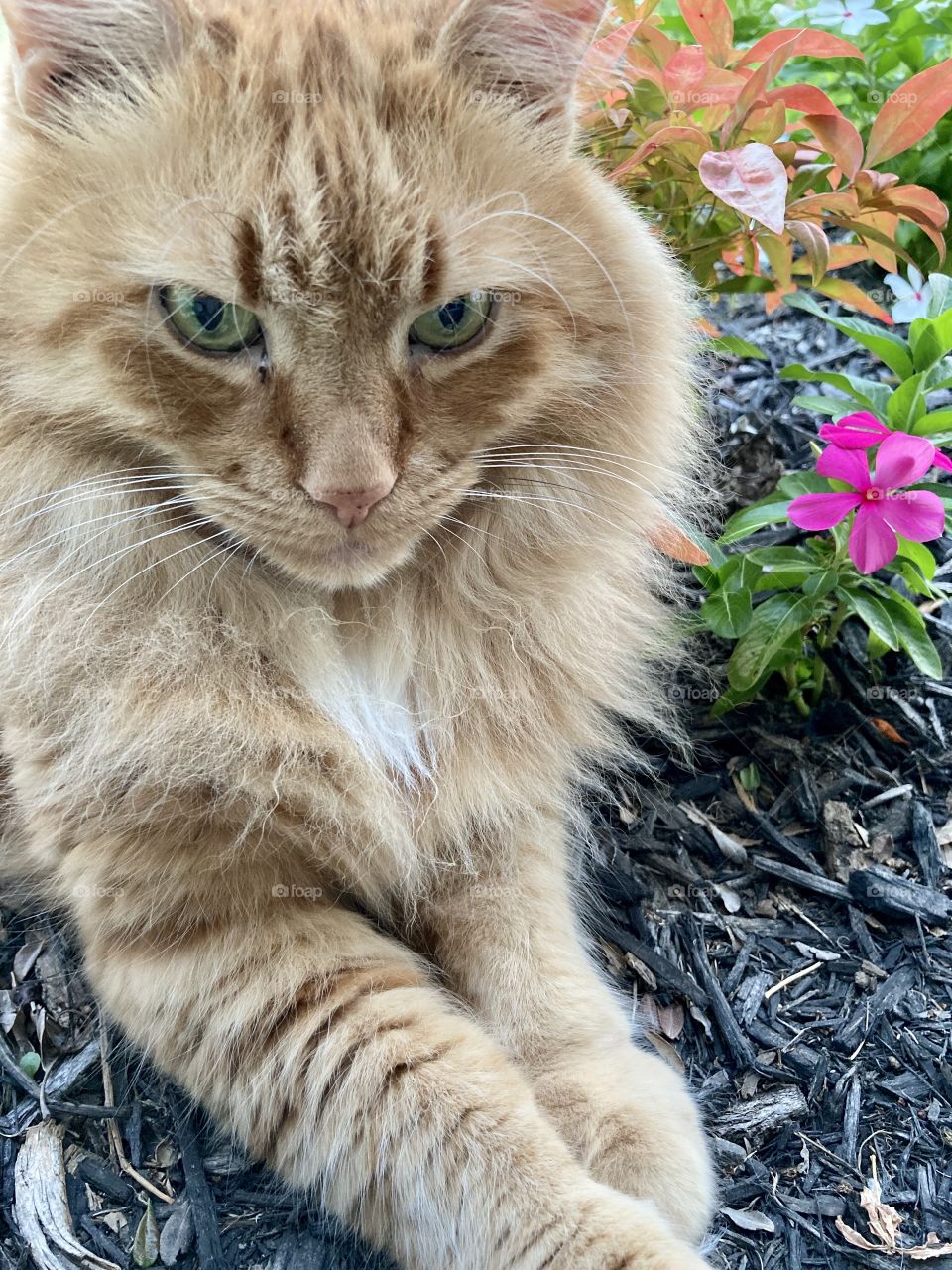 Orange cat in garden with pink flower