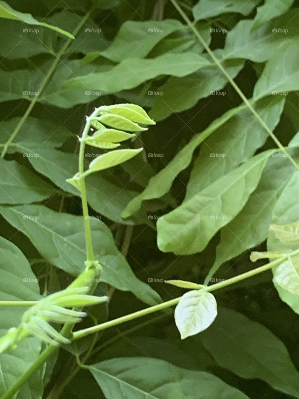 Newborn leaves 