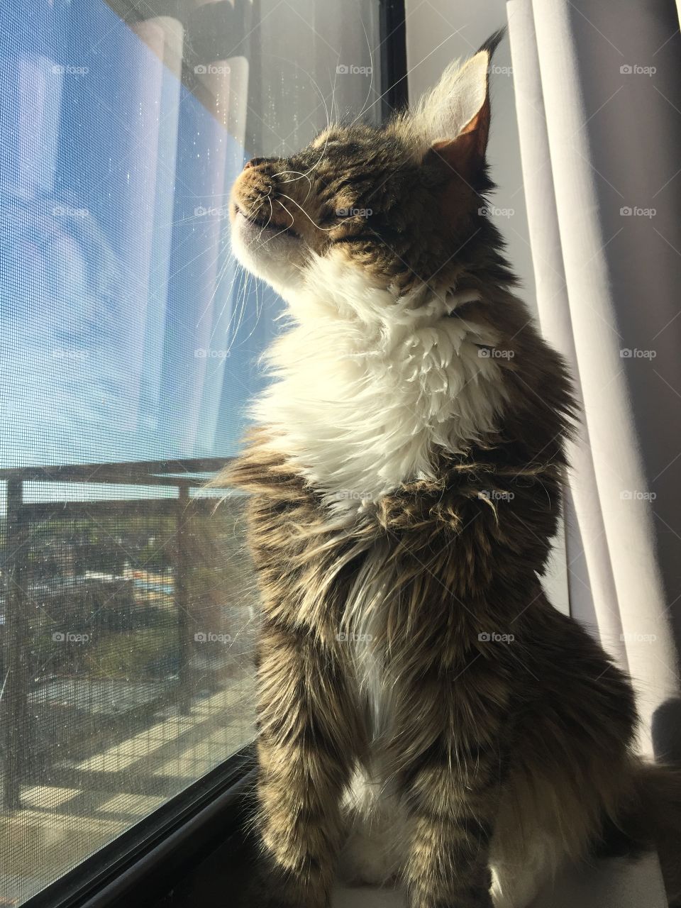 Maine Coon looking out the window