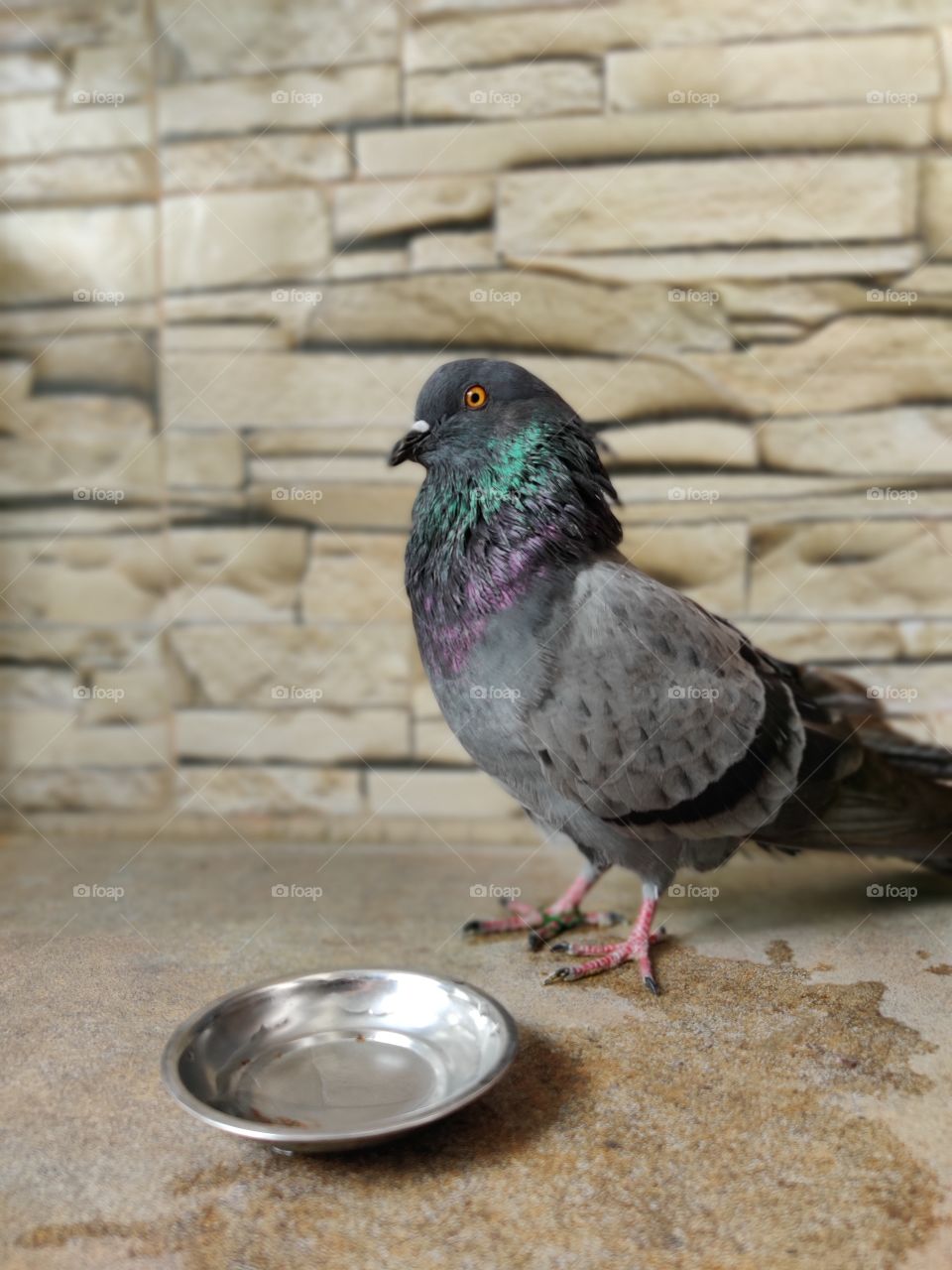 pigeon