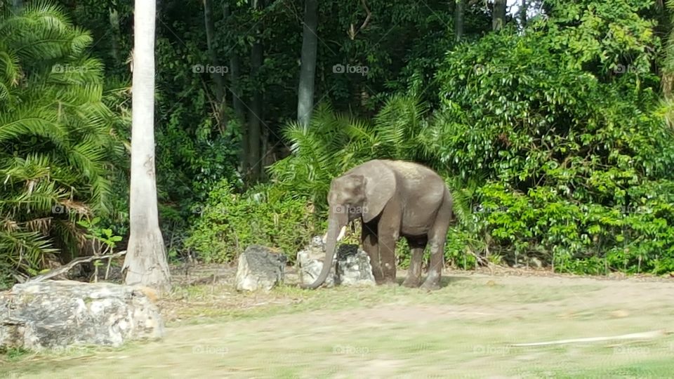 An elephant treks through the grassland at Animal Kingdom at the Walt Disney World Resort in Orlando, Florida.