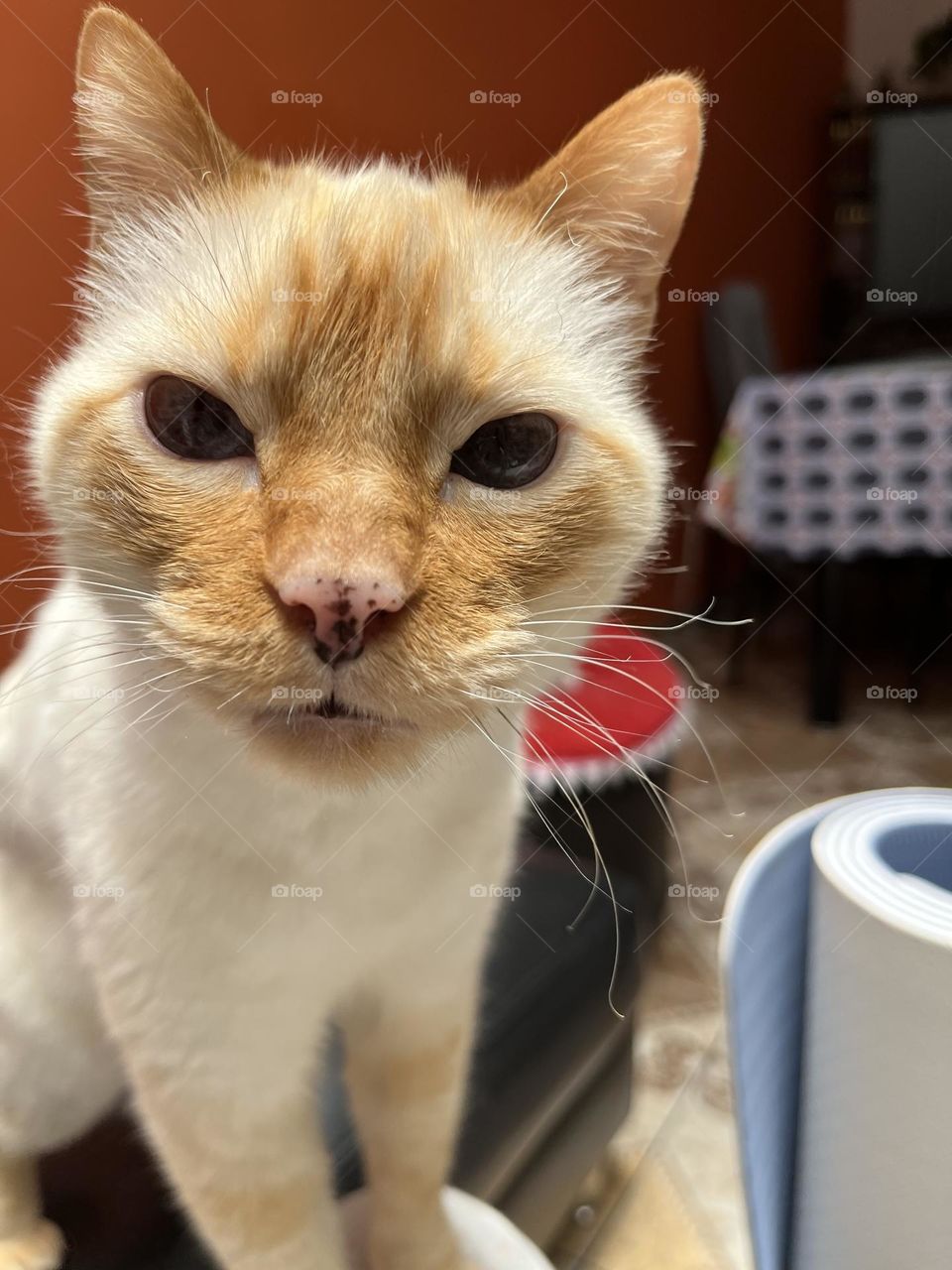 Look at me - an angry cat