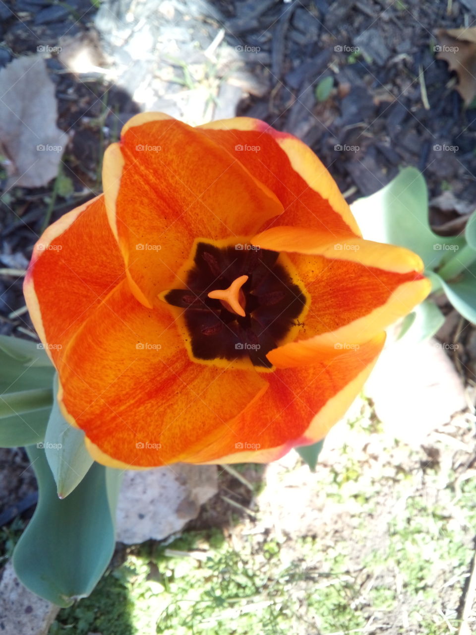 sunshine and pretty things growing in the yard touched by a shadow, colors of orange and yellow.