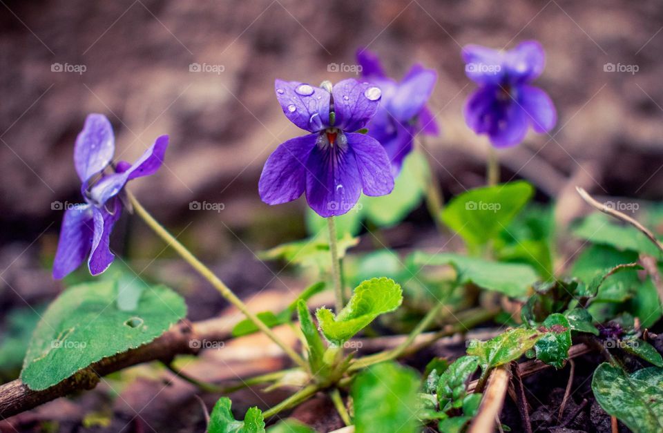 Violets