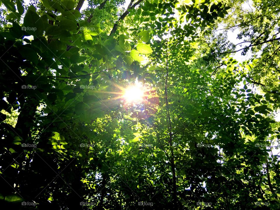 Sun from the trees