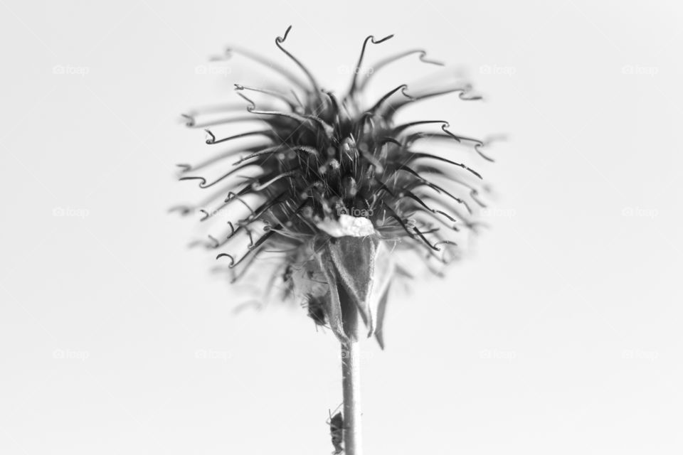 Dry thistle head macro with bugs
