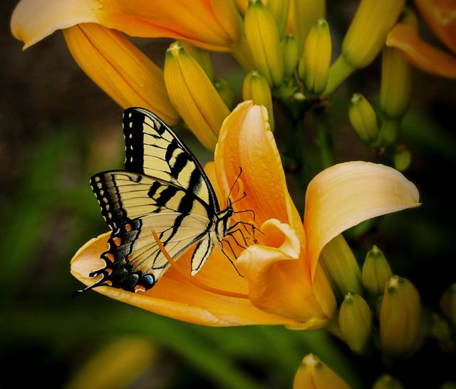 Beautiful butterfly