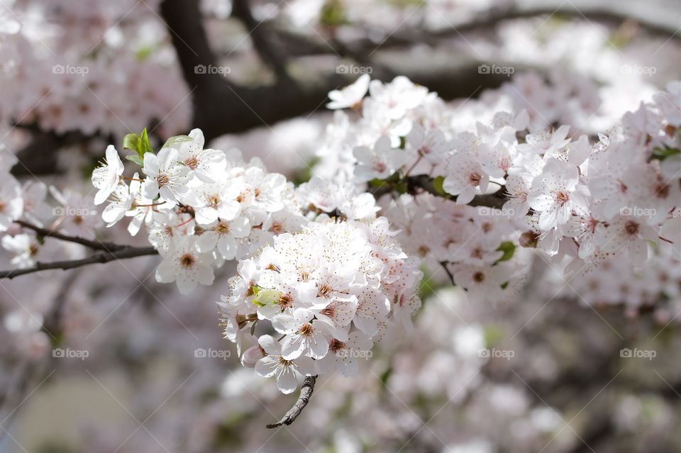 Cherry blossom