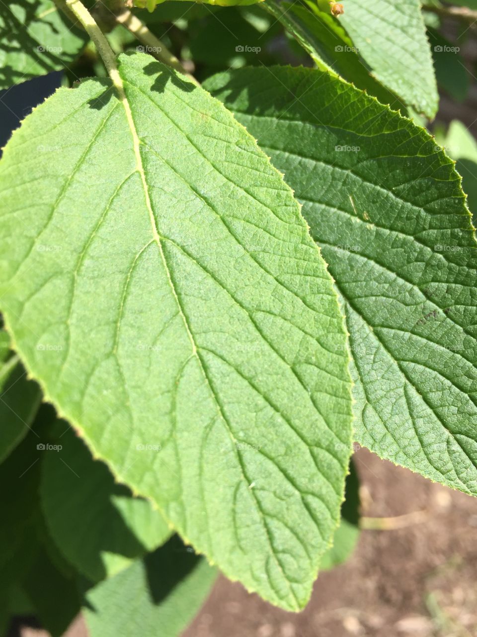 Symmetry everywhere 
New leaf