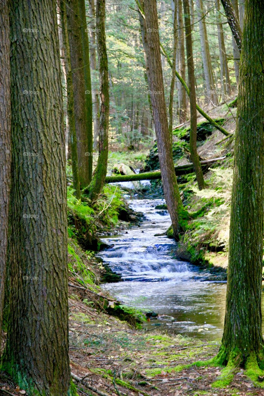 Idyllic view of stream flowing in forest